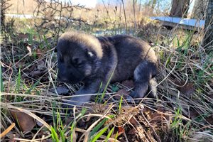 Fenrir - puppy for sale
