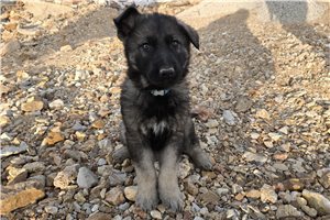 Aragorn - German Shepherd for sale