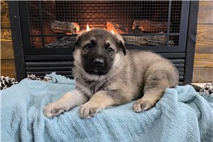 Theoden - German Shepherd for sale