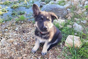 Magnus - puppy for sale