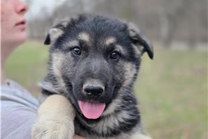 Gimli - puppy for sale