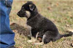 Arlo - German Shepherd for sale