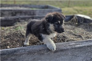 Sable - German Shepherd for sale