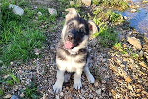 Aina - puppy for sale