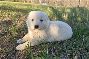 Zeus - puppy for sale