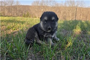 Nyxx - German Shepherd for sale