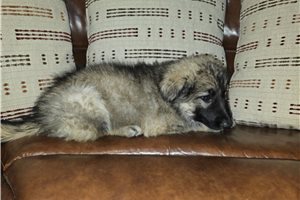 Raina - German Shepherd for sale