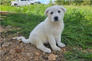 Zeus - German Shepherd for sale