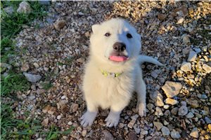 Astrid - puppy for sale