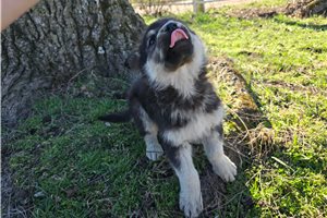 Sable - German Shepherd for sale