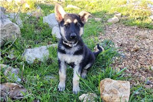 Thyra - puppy for sale