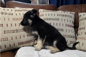 Apollo - German Shepherd for sale