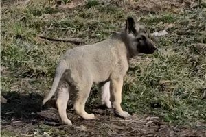 Tank - German Shepherd for sale