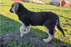 Valkyrie - German Shepherd for sale