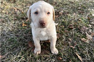 Preston - puppy for sale