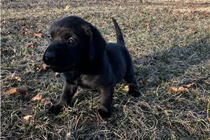 Priscilla - Labrador Retriever for sale