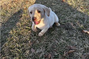 Paxton - Labrador Retriever for sale
