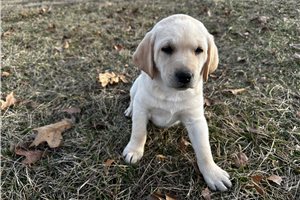Pearl - puppy for sale