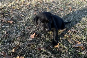 Poppy - Labrador Retriever for sale