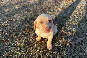 Bibi - Labrador Retriever for sale