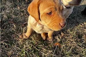 Penny - Labrador Retriever for sale