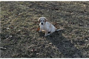 Brigham - Labrador Retriever for sale