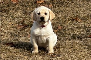 Beverly - puppy for sale
