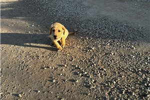 Bridge - puppy for sale