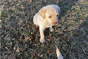Promise - Labrador Retriever for sale