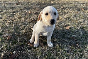Bex - Labrador Retriever for sale
