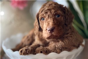Carrie - Poodle, Standard for sale
