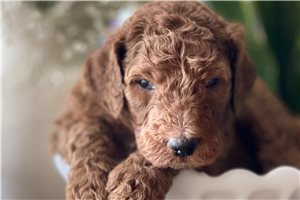 Cody - Poodle, Standard for sale