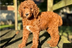 Abby - Poodle, Standard for sale