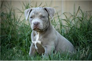 Kami - American Bully for sale