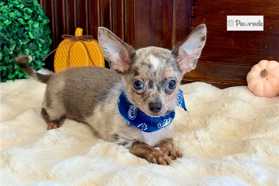Dandy - Chihuahua for sale