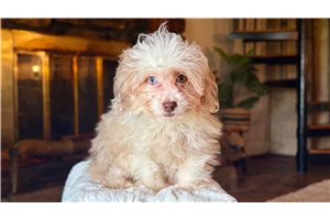Reign - Aussiedoodle for sale