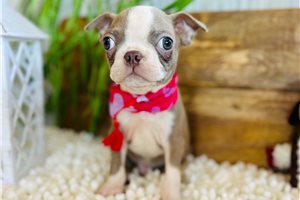 Mason - Boston Terrier for sale