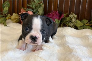 Jessie - puppy for sale