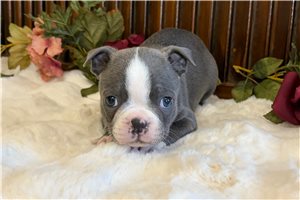 Jonas - puppy for sale