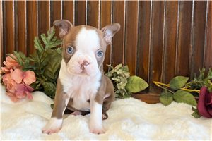 Jezebelle - puppy for sale