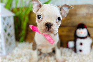 Maui - Boston Terrier for sale