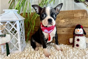 Queenie - Boston Terrier for sale