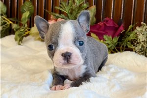 Jetta - puppy for sale