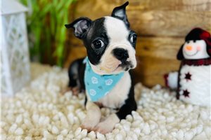 Andy - Boston Terrier for sale