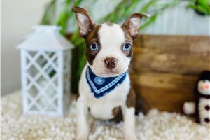 Cayman - Boston Terrier for sale