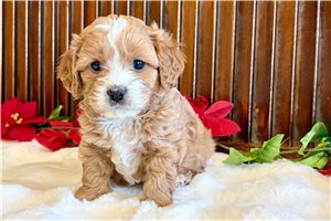 Chex - Cavapoo for sale