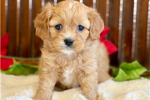 Everly - Cavapoo for sale