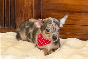 Nigel - Chihuahua for sale
