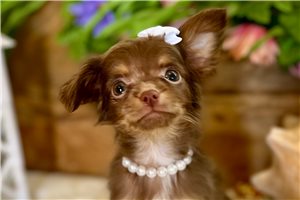 Revel - Chihuahua for sale
