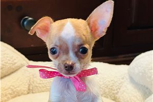 Sadie Kate - Chihuahua for sale